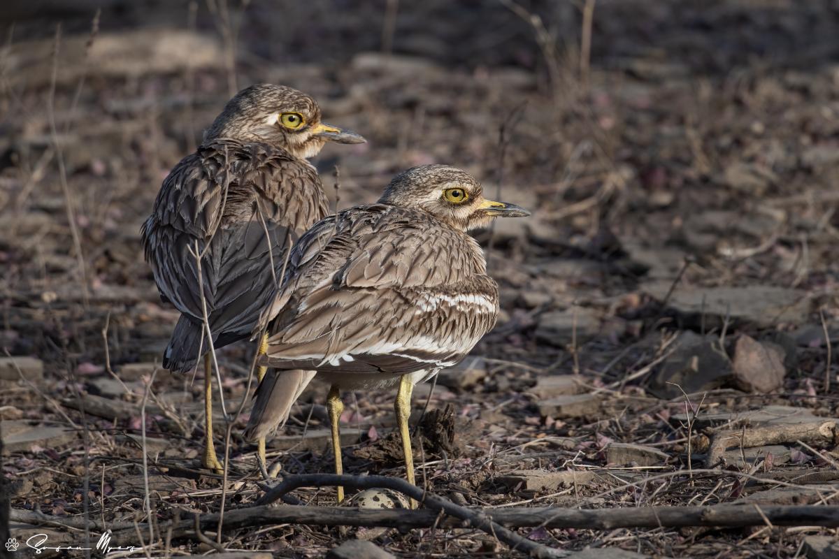 Indian Thick-knee