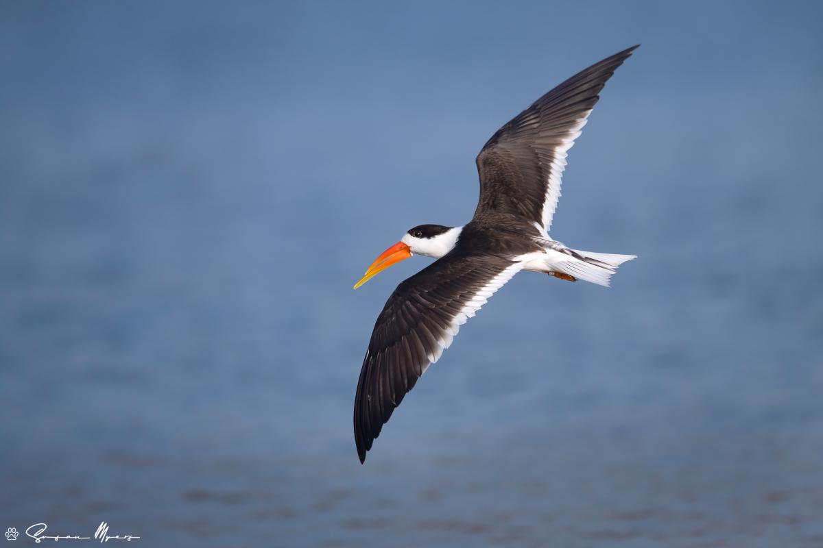 Indian Skimmer