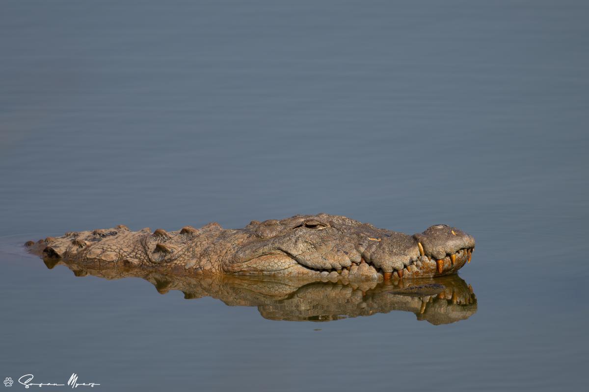 Mugger Crocodile