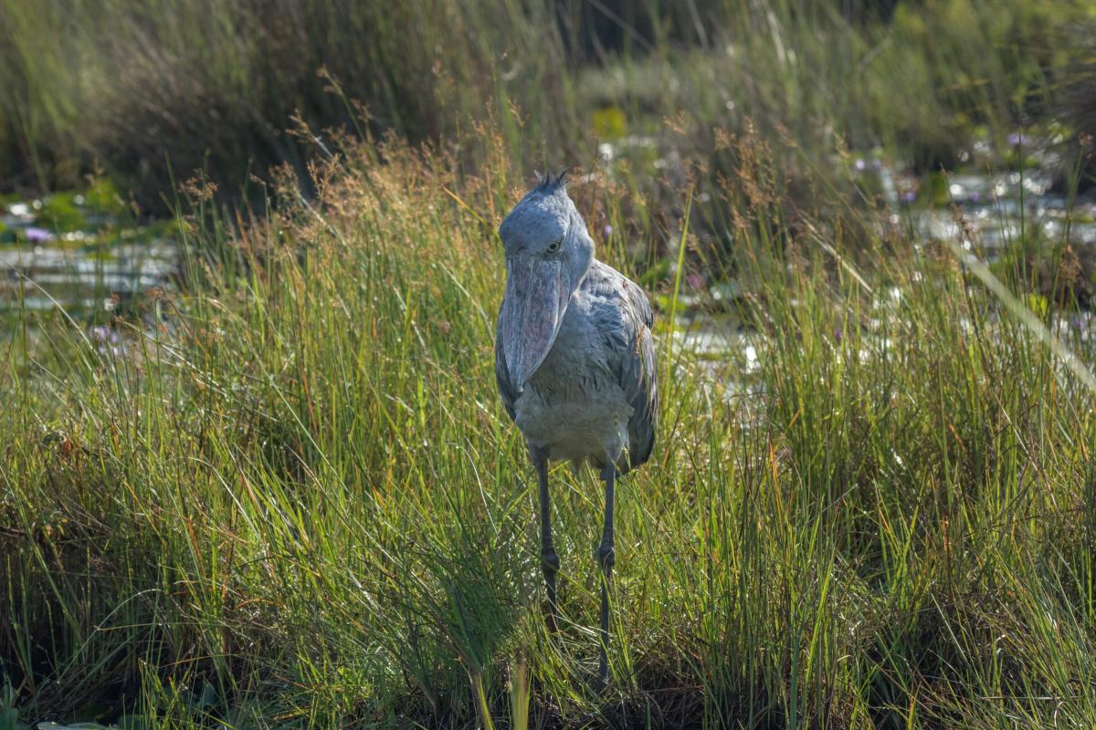 54020015945_d416f37012_o (1).jpg