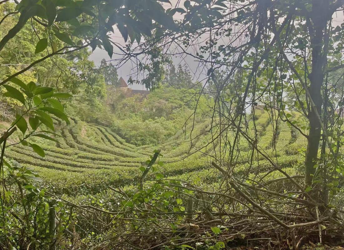 Tea estate near Cingjing