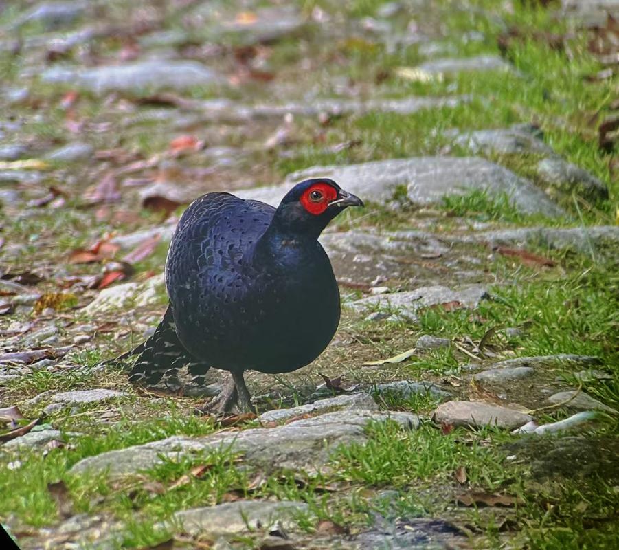Mikado Pheasant