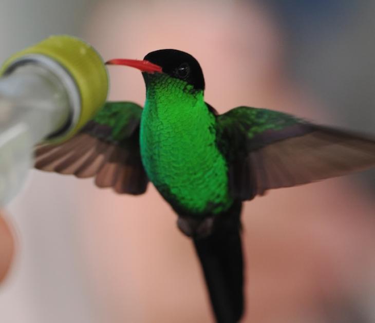 Image for Doctor Bird's Eye View of Jamaica 2026 