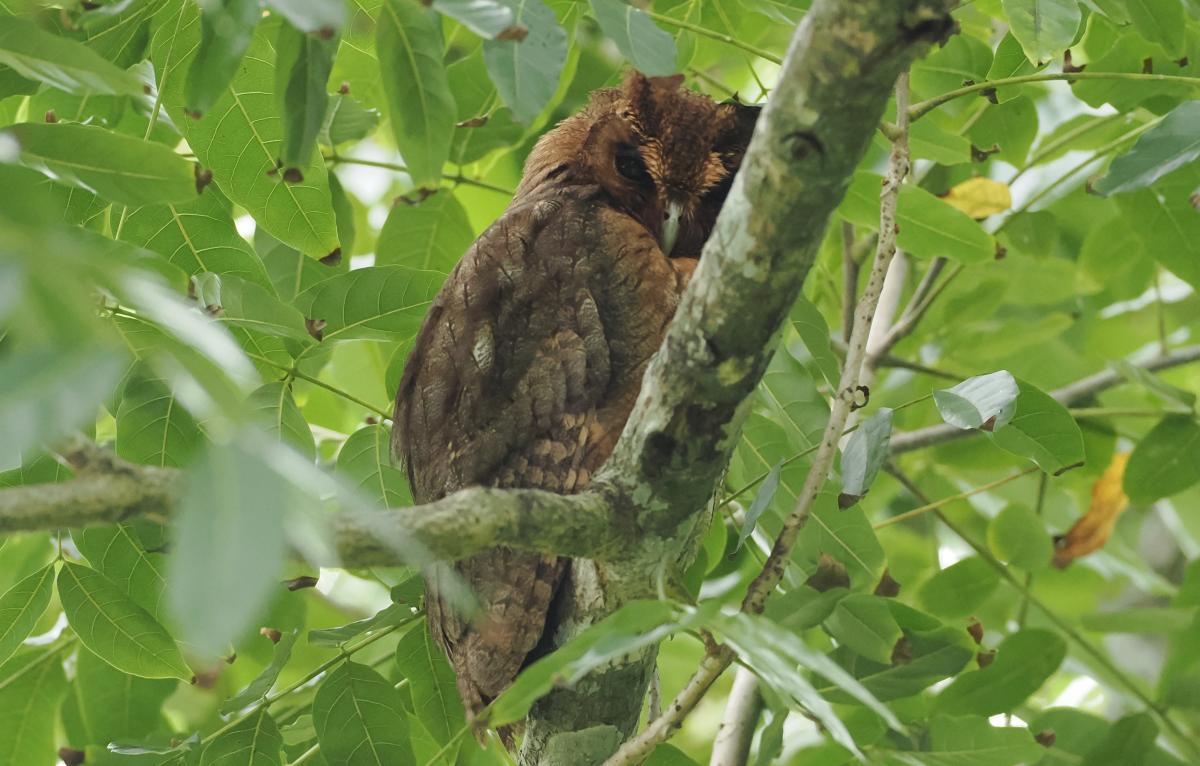 We saw four different Jamaican Owls on their day roost and heard at least two others.