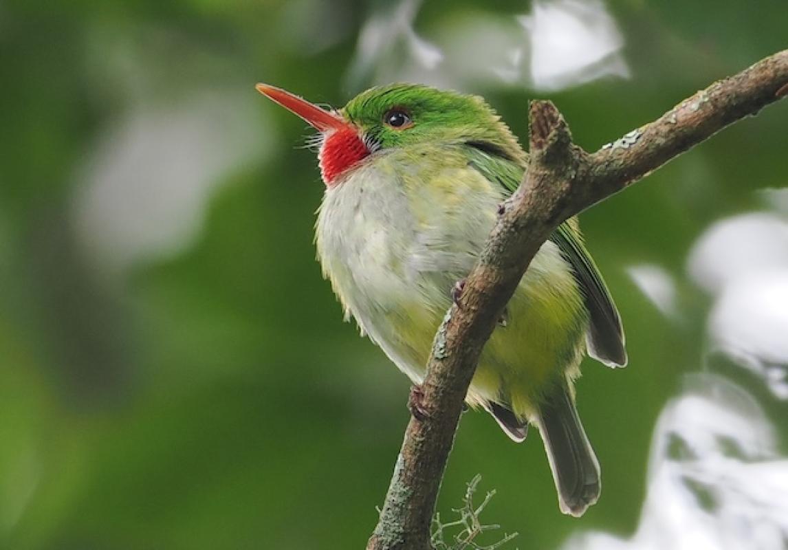 Who doesn't fall in love with the Jamaican Tody at first sight?