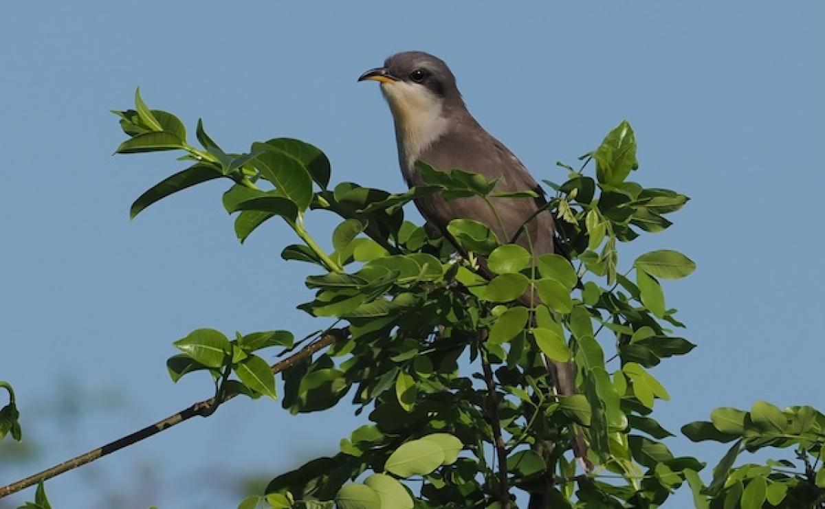 This Mangrove Cuckoo was one of several non-endemics that provided some wonderful birding memories.