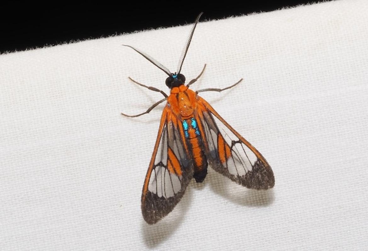 Moth lighting wasn't as productive as hoped during the full moon, but close looks at the sheet could reveal great beauty.