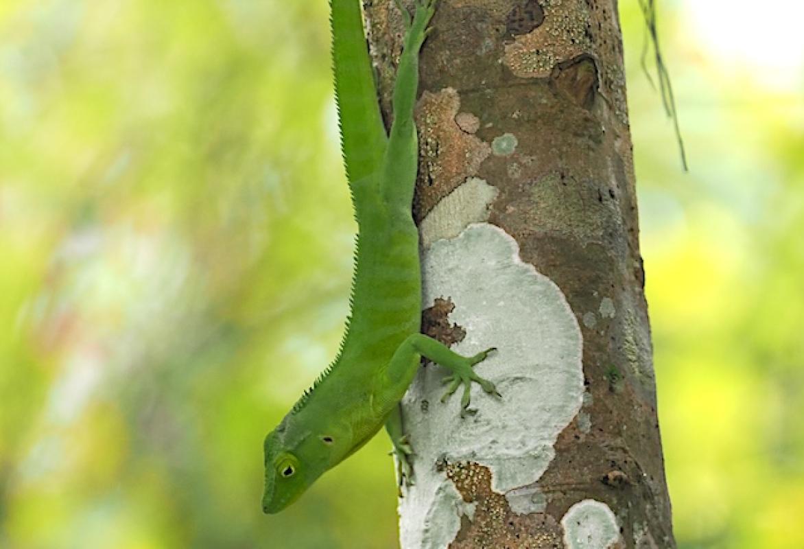 The Jamaican Giant Anole is one of the more charismatic endemic lizards we saw.