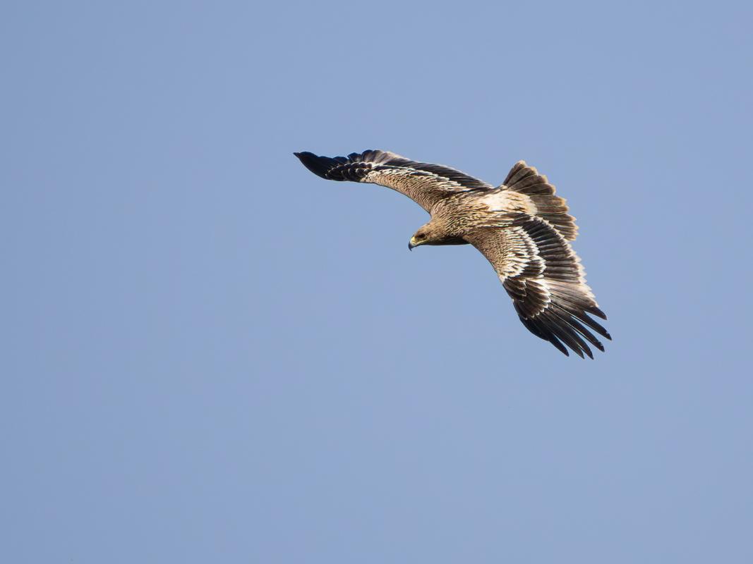 Imperial Eagle is one of Europe's rarest raptors and we have had some amazing sightings of them on the tour .