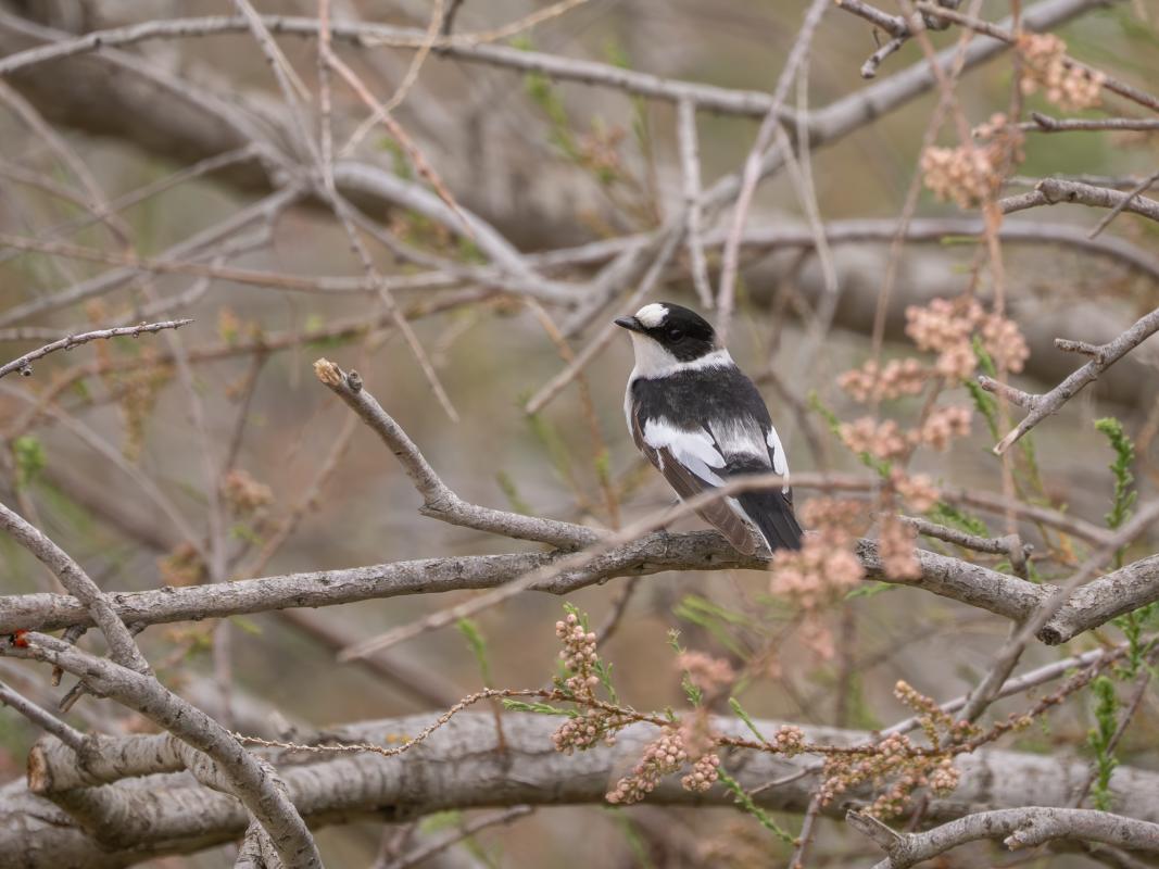 Migrant passerines have been widespread, including this stunning Collared Flycatcher.