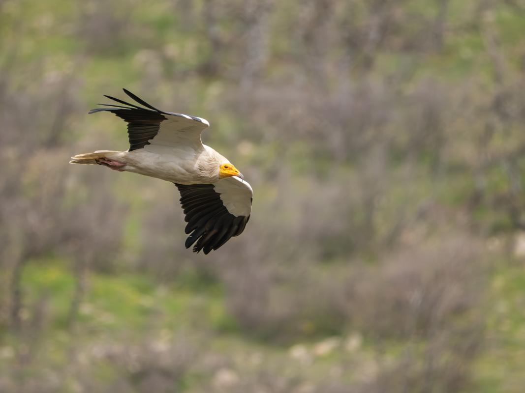 The huge number of raptor species has been a real highlight of the tour, like this Egyptian Vulture.