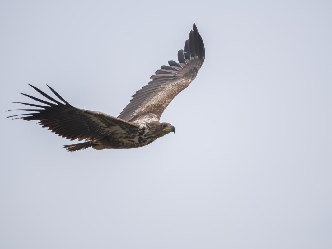 White-tailed Eagle - Europe's largest eagle gave amazing views at the world famous Evros Delta. 