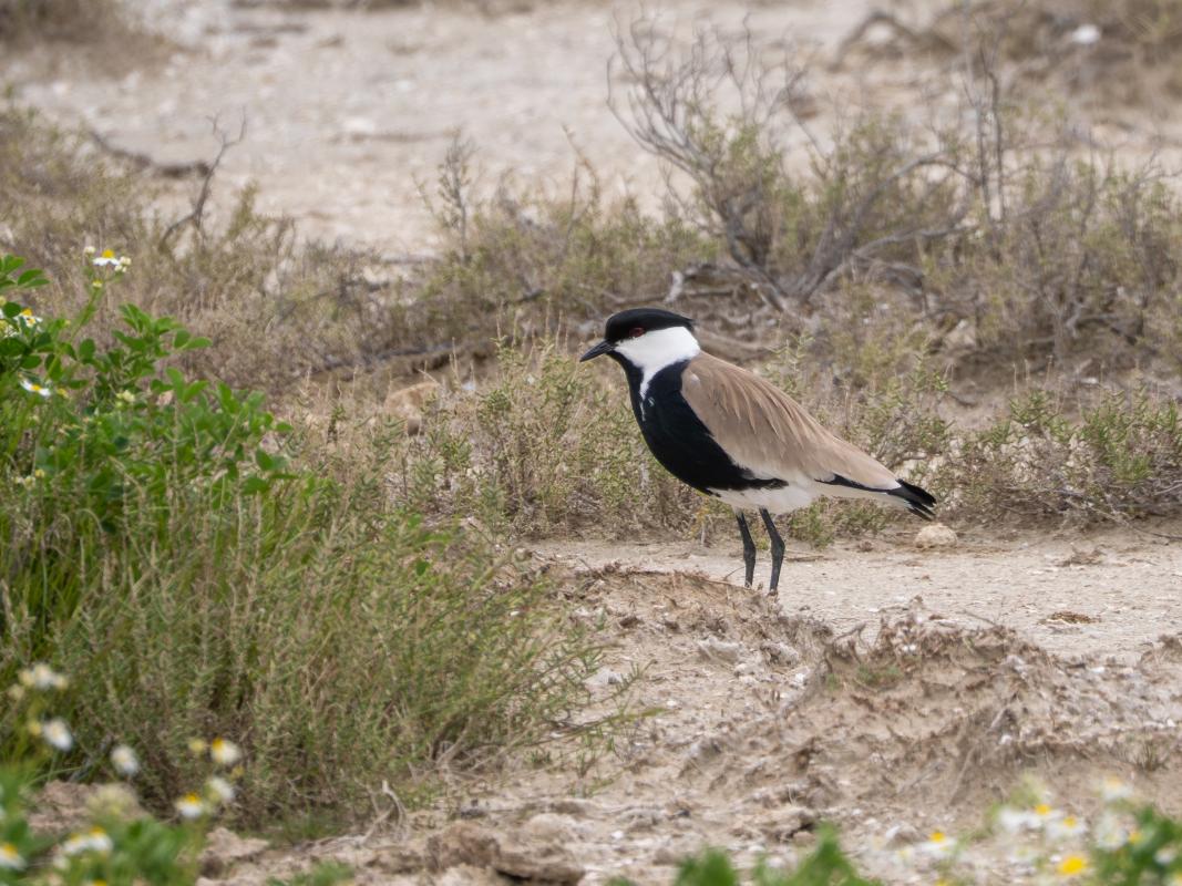 One of Europe's rarest shorebirds the Spur-winged Plover has given us amazing views.