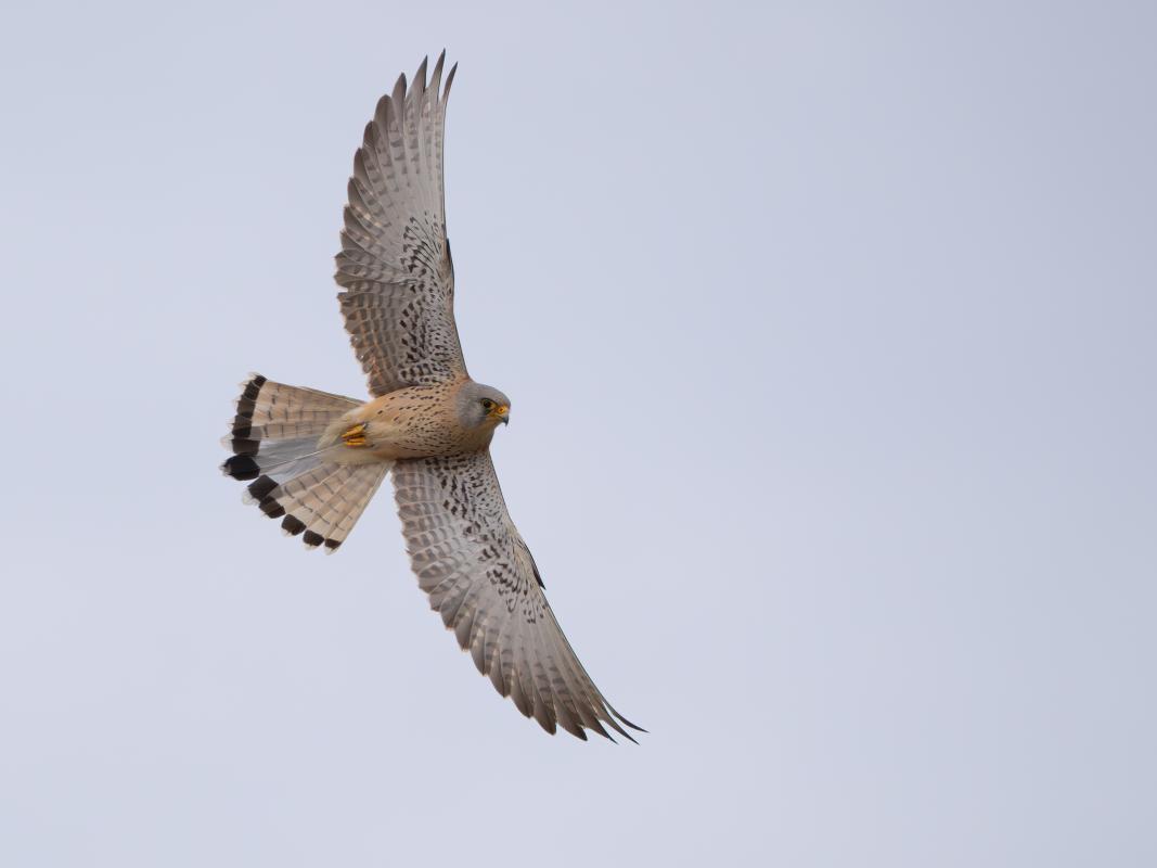 Lesser Kestrel - A visit to a colony of this dainty raptor has been a tour highlight