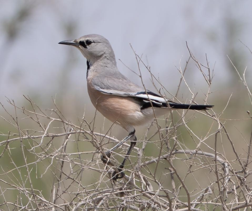 Pander's Ground Jay
