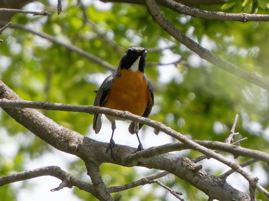 White-throated Robin
