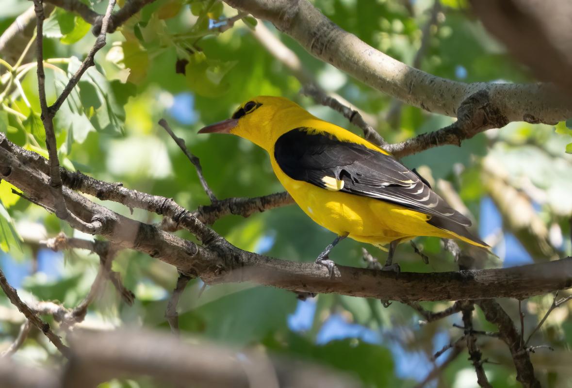 Golden Oriole