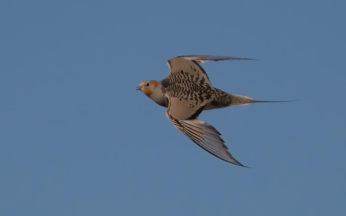 Pallas's Sandgrouse