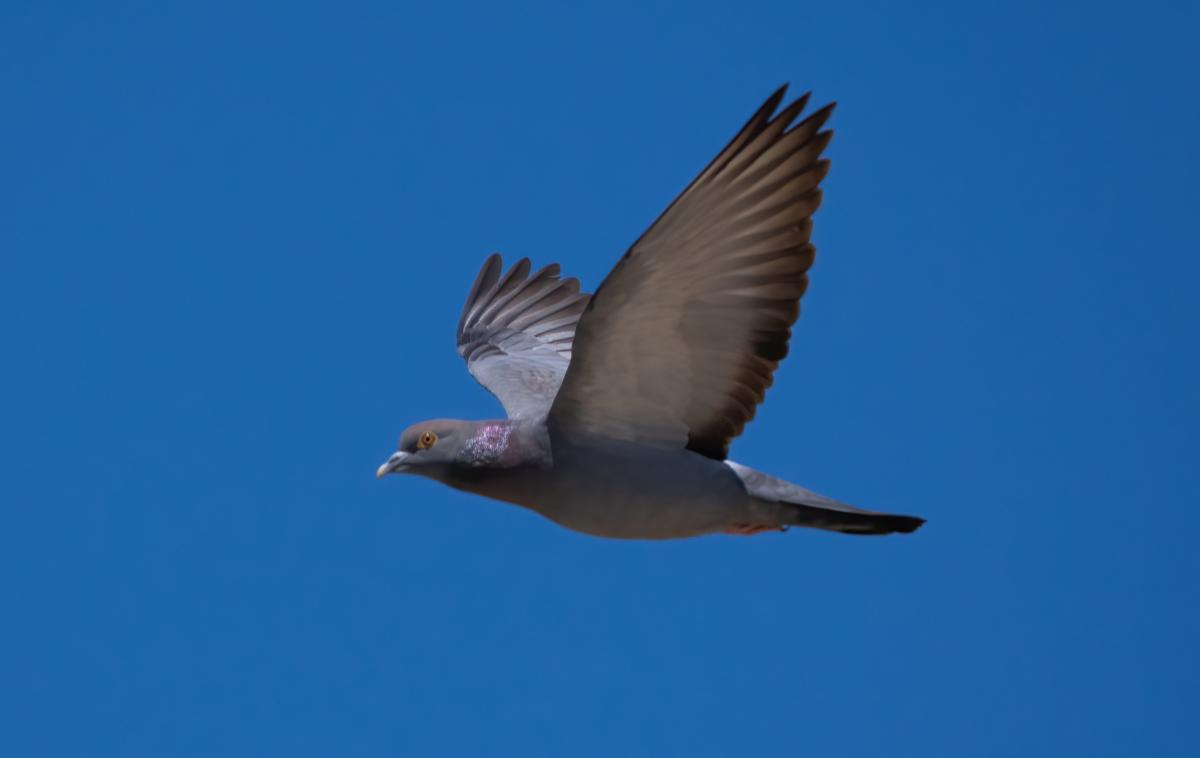 Yellow-eyed Stock Dove
