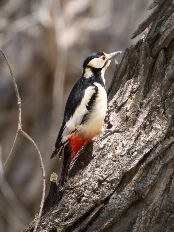White-winged Woodpecker