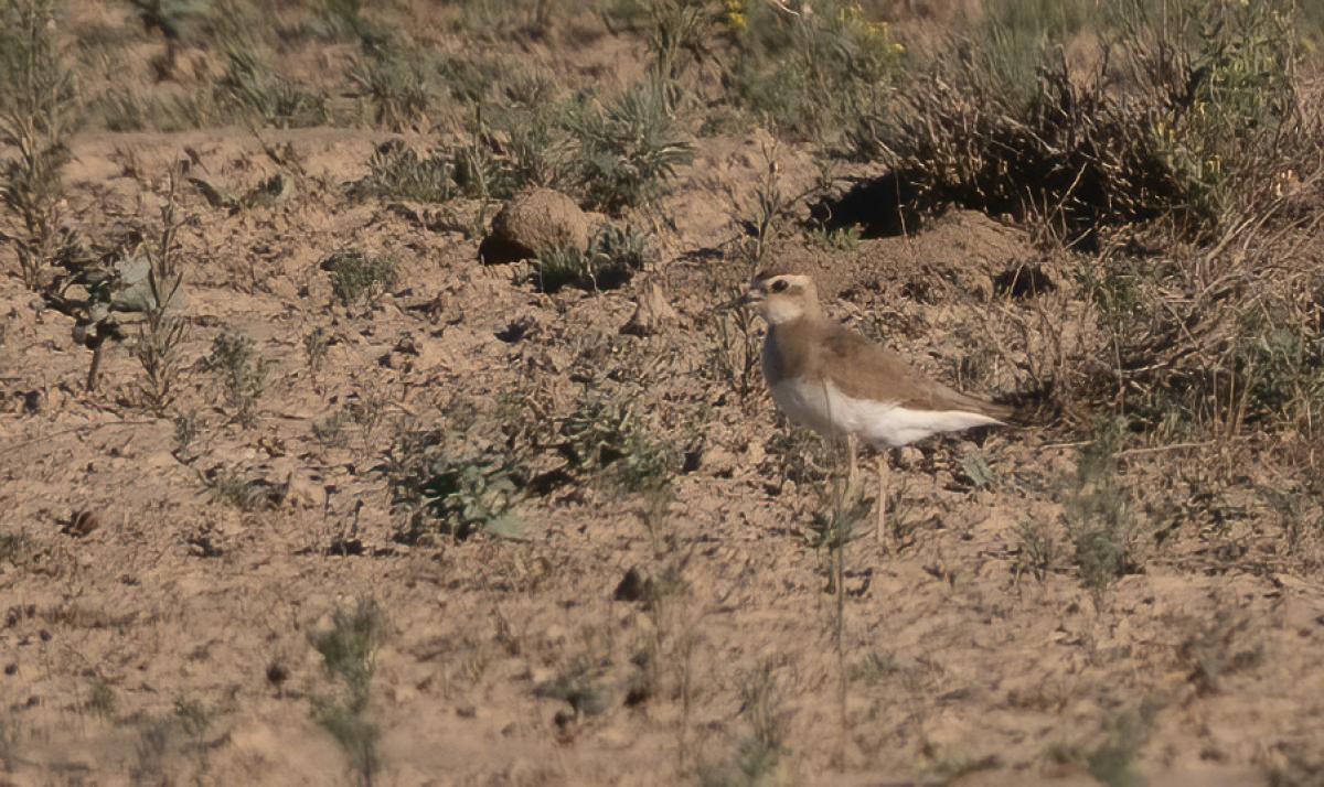 female Caspian Plover
