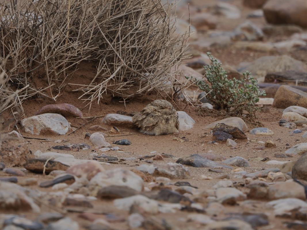 Egyptian Nightjar