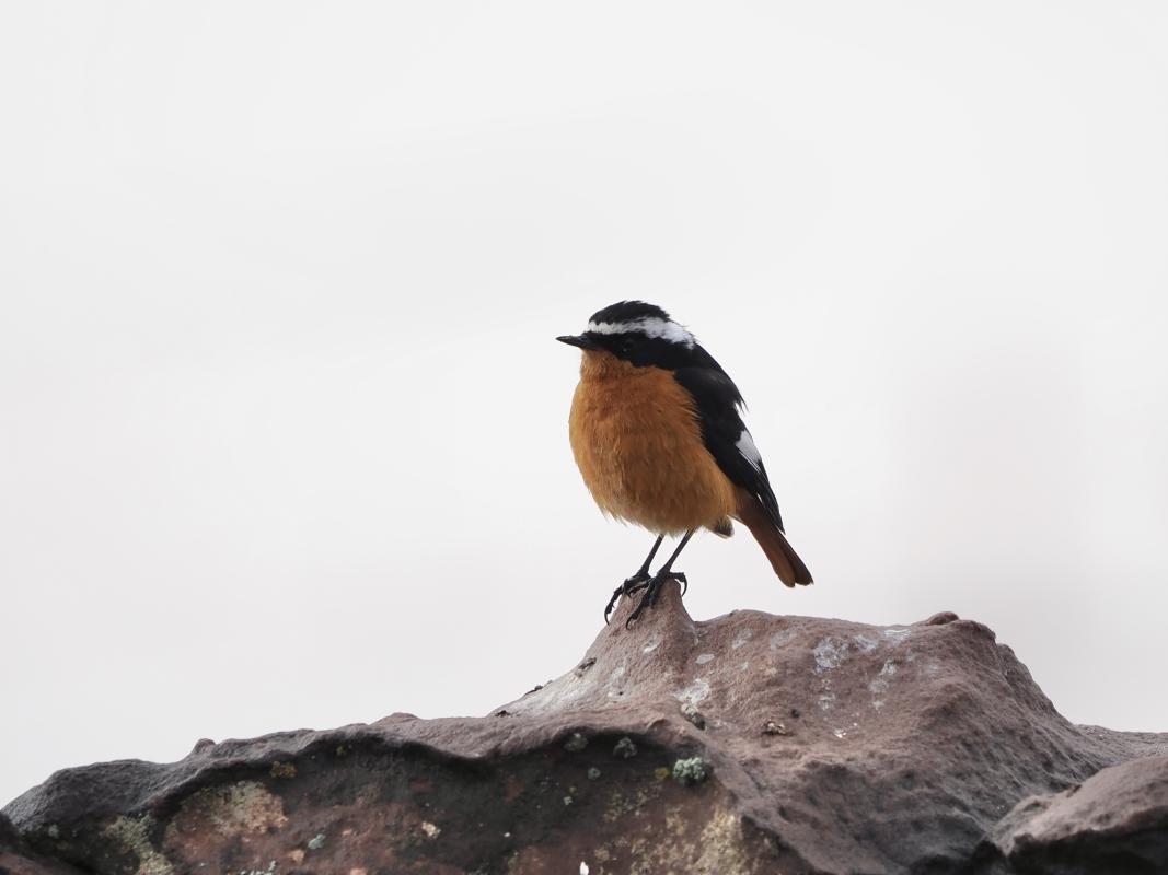 Mouissier's Redstart