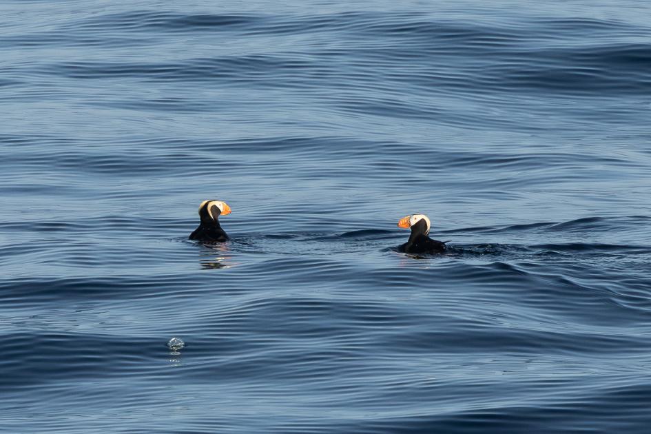 Image for Scenes from the Sea - Pacific Coast Cruise (April) 