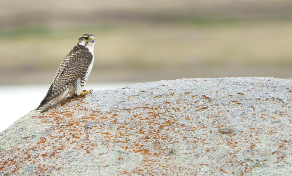 The cliffs and crags were home to Saker Falcons…