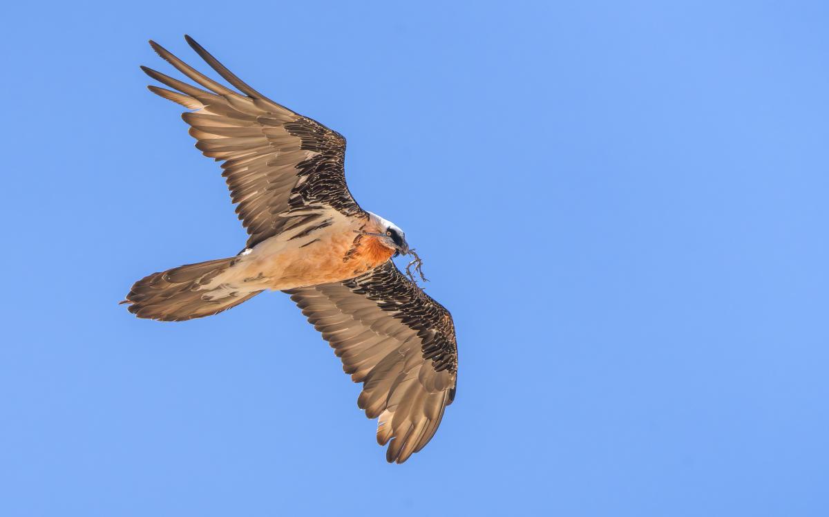 …and magnificent Bearded Vultures.
