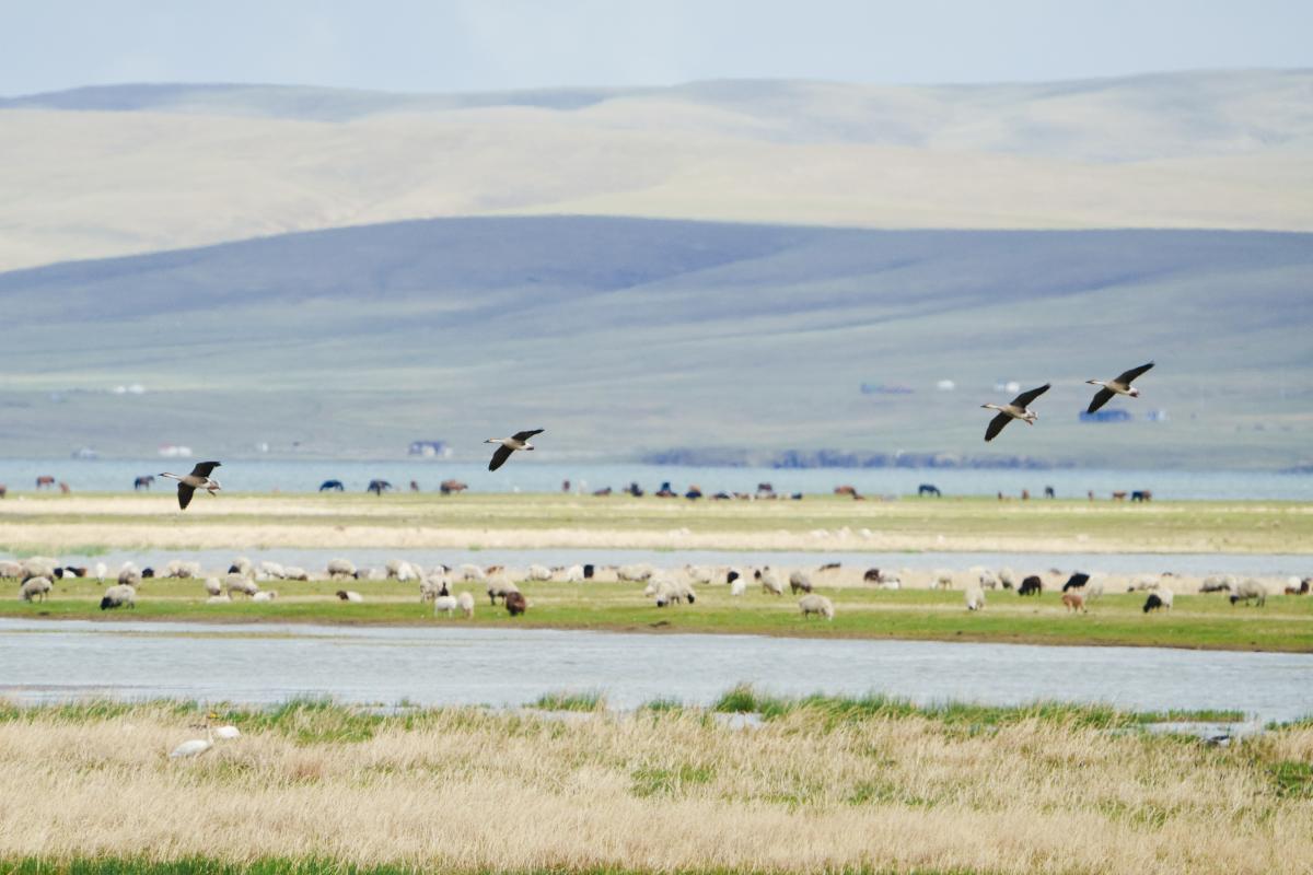 A flock of Swan Geese come in to land.