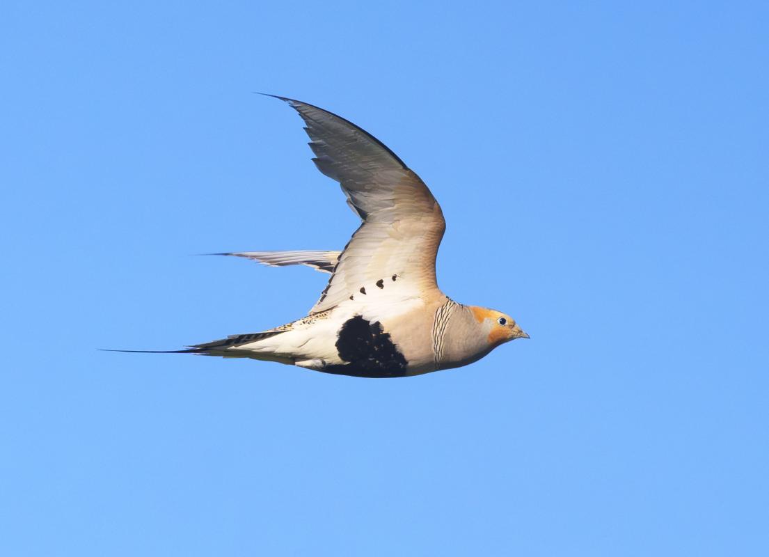 The same lake attracted Pallas’s Sandgrouse to drink in the early morning – pretty birds by themselves…
