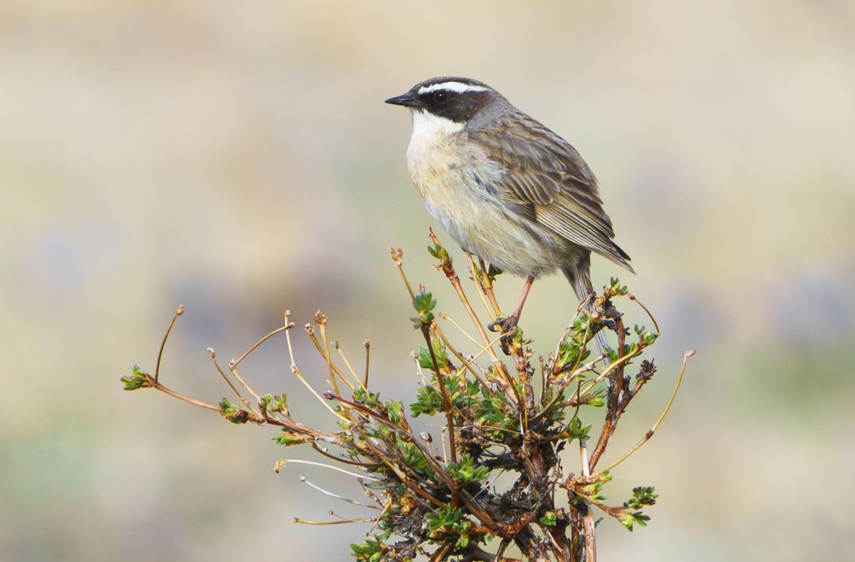 It was a good tour for accentor fans, with Brown Accentor…