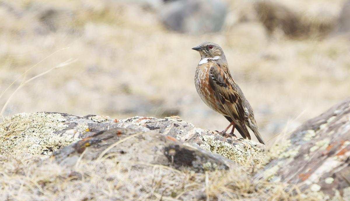 …Altai Accentor…