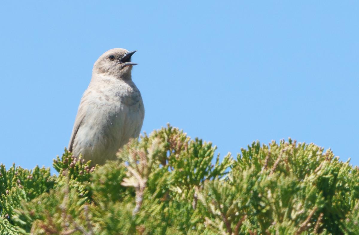 …and the near-endemic Mongolia (Koslov’s) Accentor all seen well.