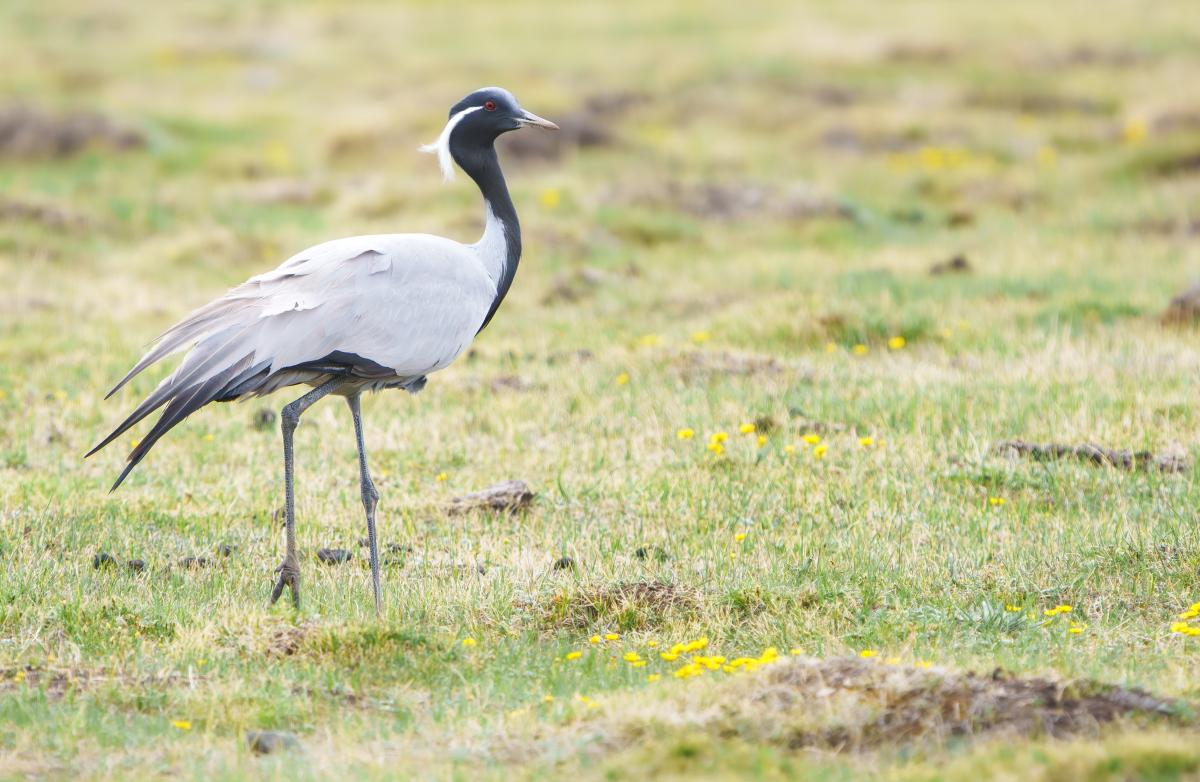 Cranes were well represented, too. Demoiselle Crane were common…