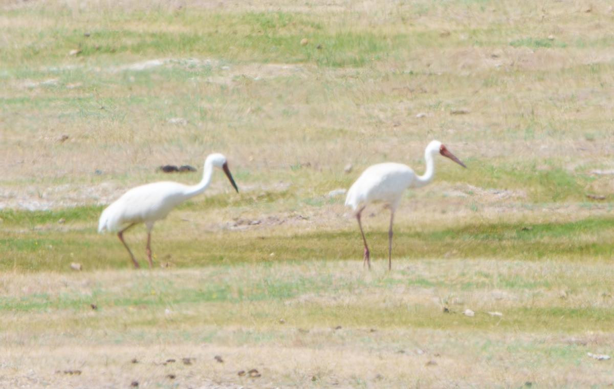 …but these six Siberian Cranes (a flock of four plus a duo) were a surprising and thrilling find!