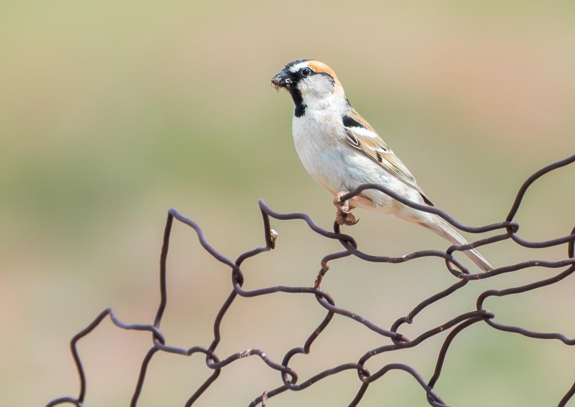 In the desert, we enjoyed close views of the delightful Saxaul Sparrow.