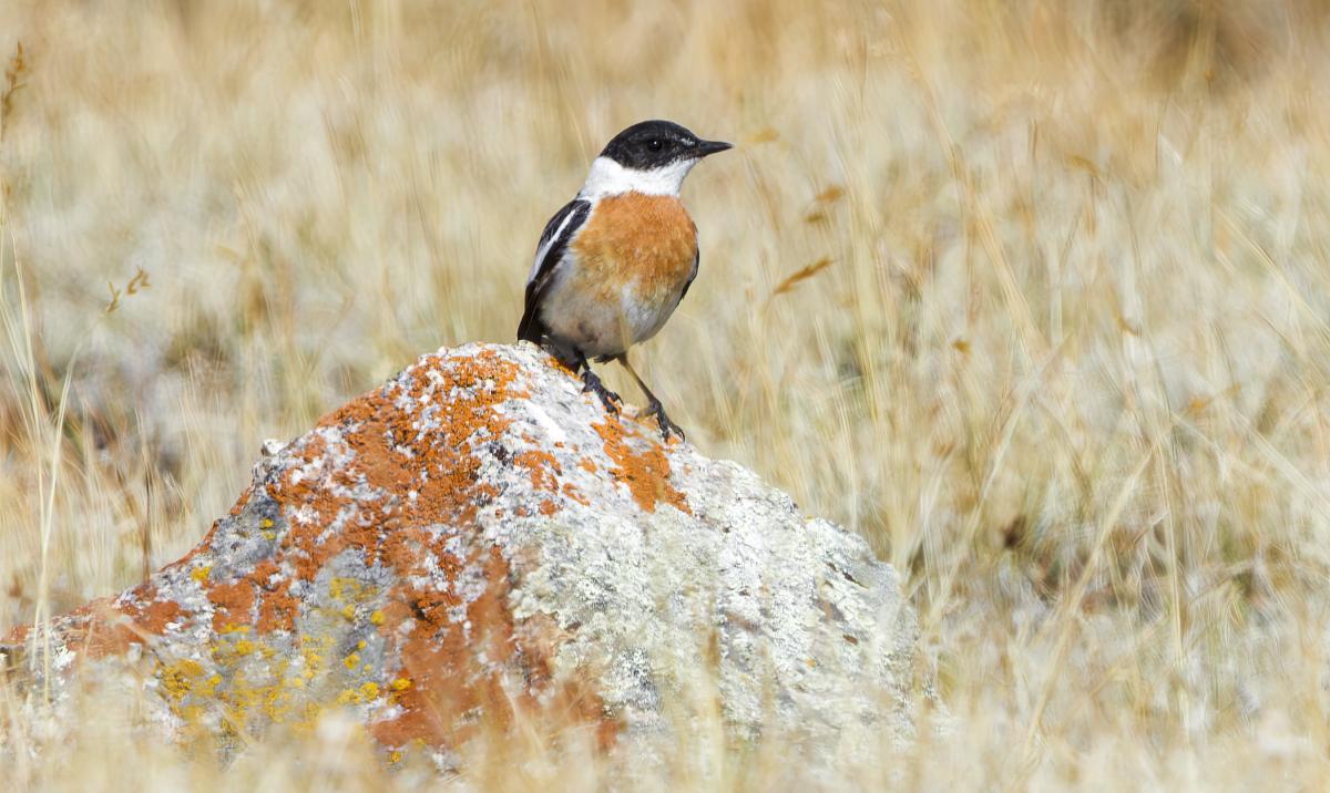 In the mountains, this male White-chinned Bushchat showed well.