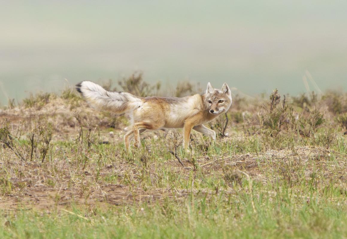 It wasn’t just birds; mammals put on a good show, too, including this Corsac Fox…