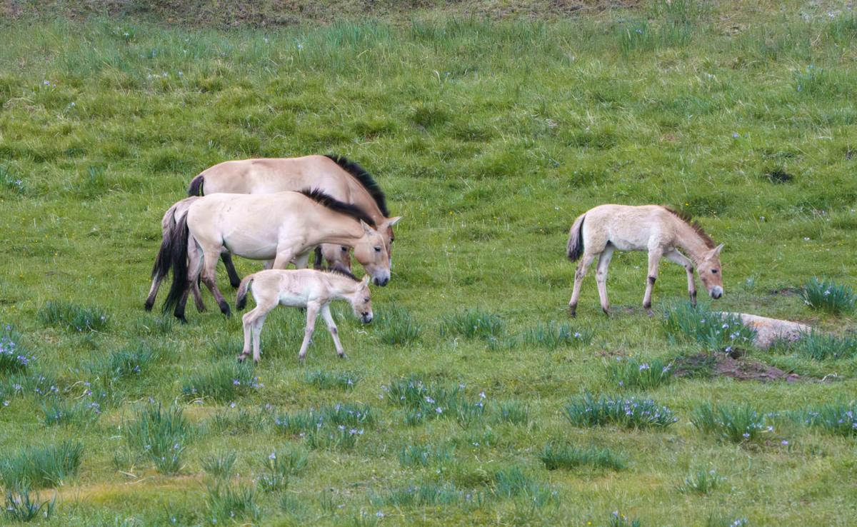 …and these Przewalski’s Horses.