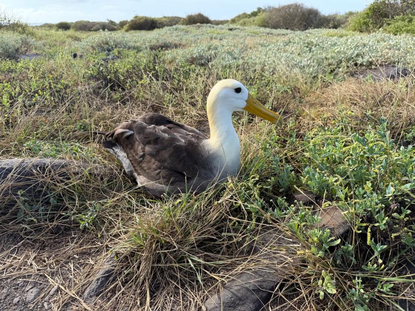 Image for The Enchanting Galápagos Islands