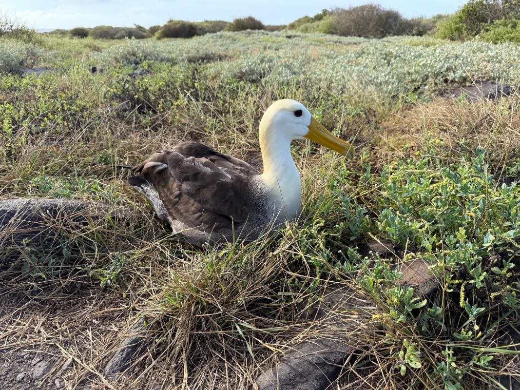 This Waved Albatross is possibly among the first to be incubating this year.