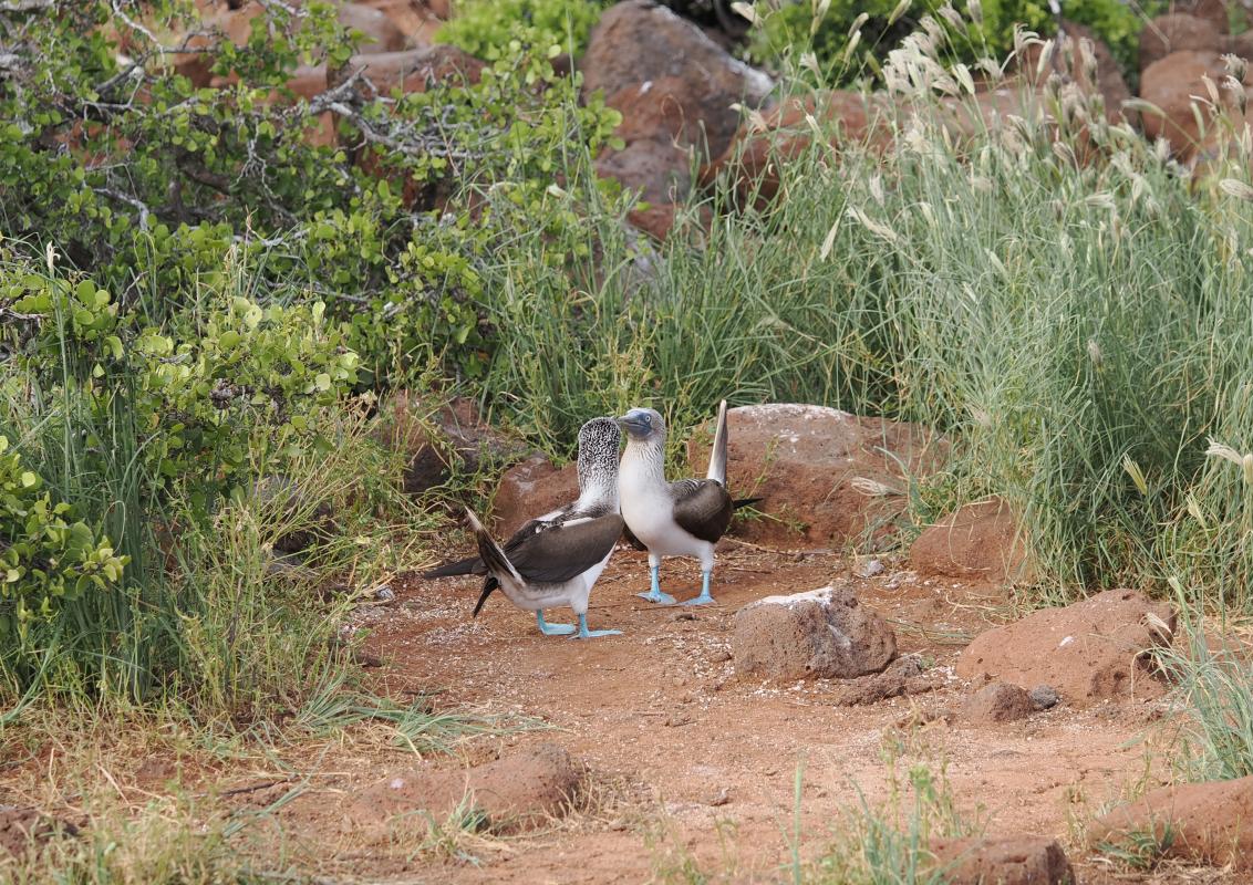 Not every tour gets to see the amazing Blue-footed Booby courtship display.