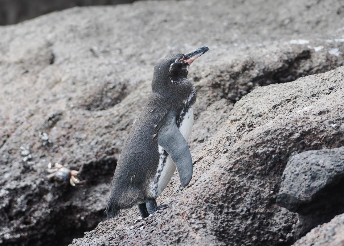 We did well to see Galapagos Penguin on three different islands.