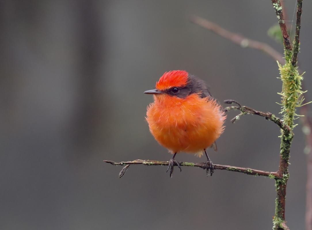 The declining Brujo Flycatcher seems to be doing well on the slopes of Volcán Sierra Negra.