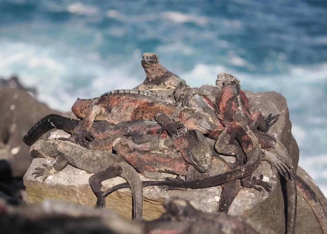 Referred to as "imps of darkness" by Darwin and others, the abundant Marine Iguanas are actually quite charming.