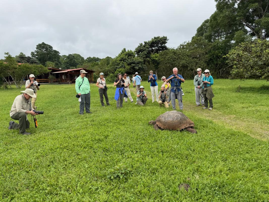 Free-living Santa Cruz Giant Tortoises are a highlight of every tour.