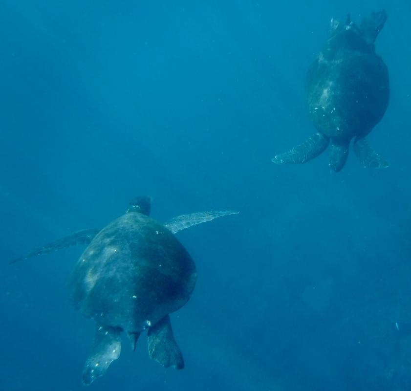 Watching Green Sea Turtles swim is a perfect way to lower your heart rate and calm your nerves.