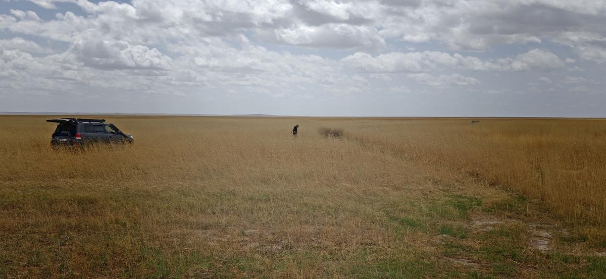 steppe roads